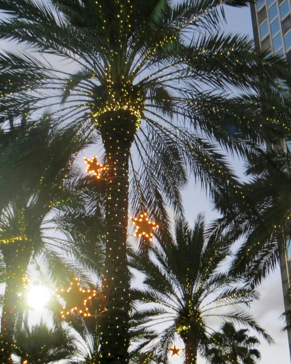 Palm trees adorned with lights and star ornaments stand tall next to a building, with the sun shining through the foliage.