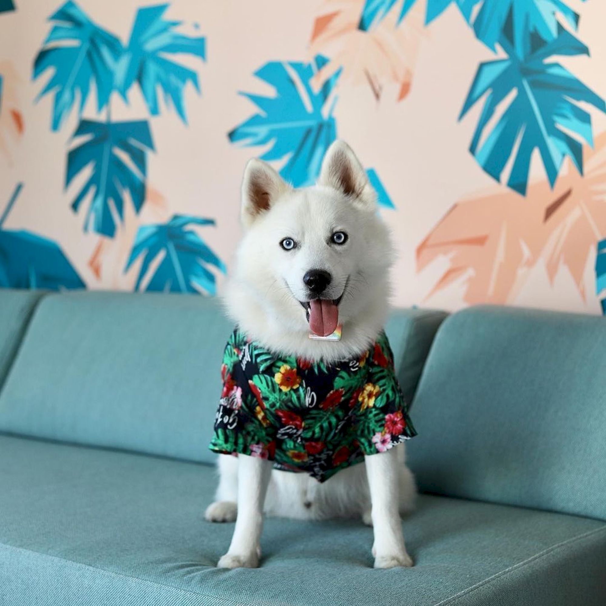 A white dog wearing a floral shirt is sitting on a light blue sofa against a tropical leaf-patterned wall.