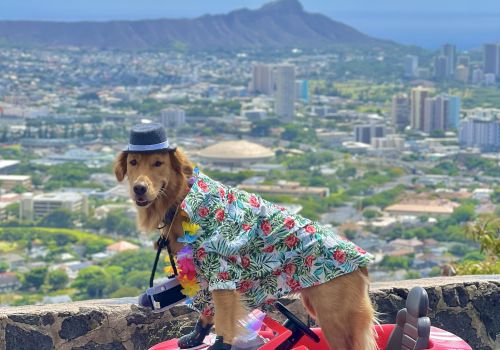 The Laylow Waikiki