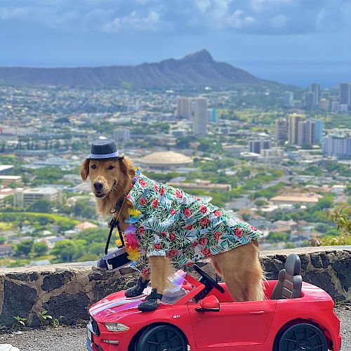 The Laylow Waikiki