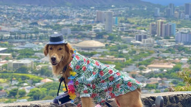 The Laylow Waikiki