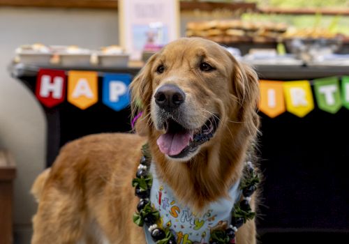 A golden retriever in a festive bandana and wreath stands outside on a patio with colorful banners in the background.