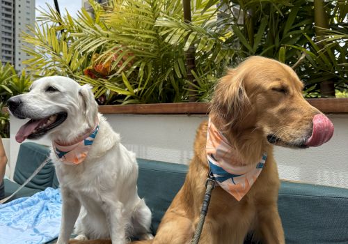 Two dogs sit on a blue couch outdoors; one white with a pink collar looking left, the other golden with tongue out, both leashed, leafy plants and buildings in the background.