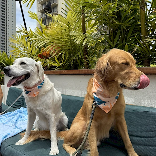 Two dogs sit on a blue couch outdoors; one white with a pink collar looking left, the other golden with tongue out, both leashed, leafy plants and buildings in the background.