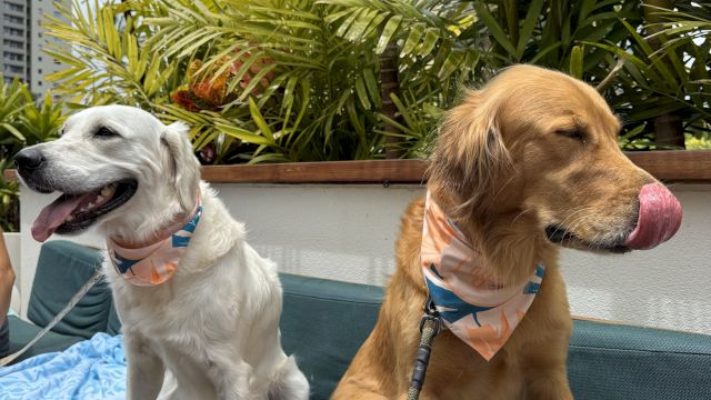 Two dogs sit on a blue couch outdoors; one white with a pink collar looking left, the other golden with tongue out, both leashed, leafy plants and buildings in the background.